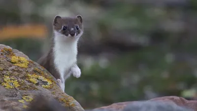 Weasels: Feisty and Fearless