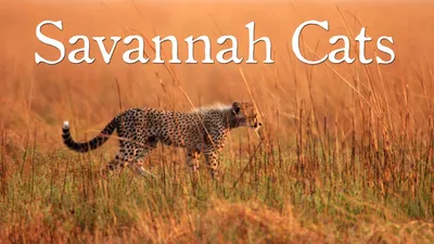 Savannah Cats