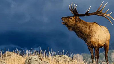 The Olympic Elk