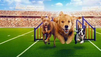 Puppy Bowl Presents: The Dog Games