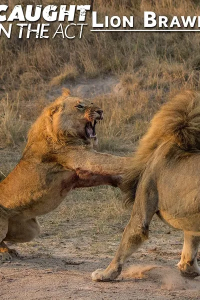 Caught in the Act: Lion Brawl