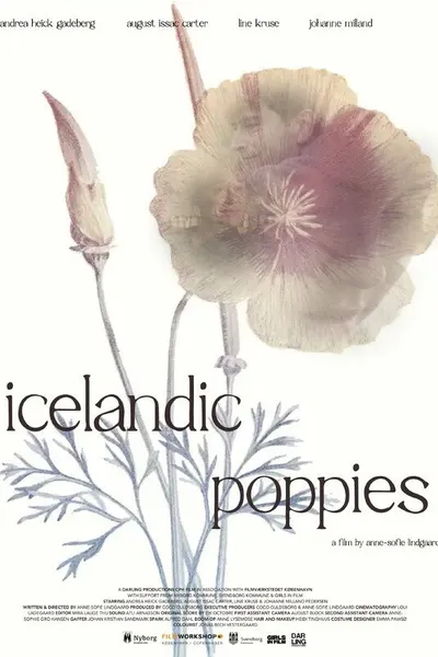 Icelandic Poppies