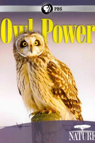 Owl Power
