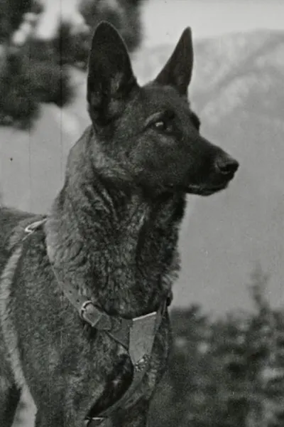 Klondike the Dog