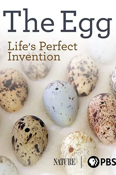 The Egg: Life’s Perfect Invention