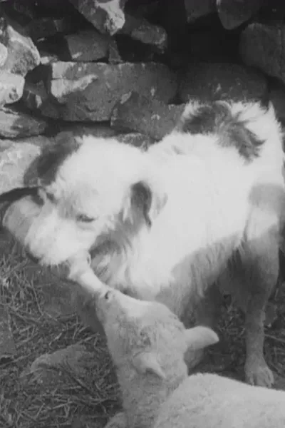 Sheep Dog