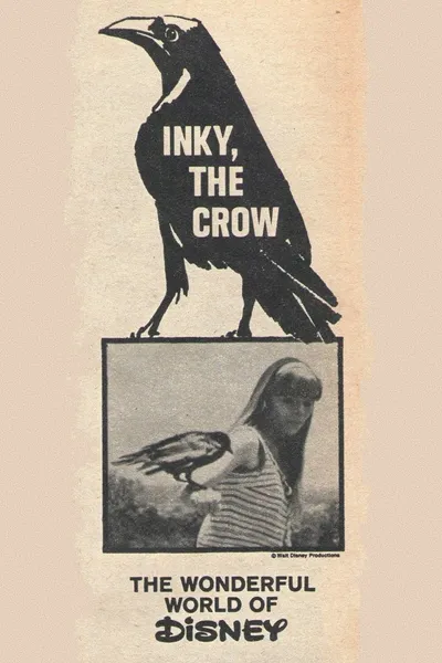 Inky, the Crow