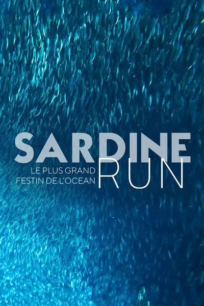 Sardine Run, le plus grand festin de l'océan