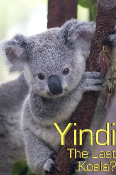Grainger's World: Yindi: The Last Koala?