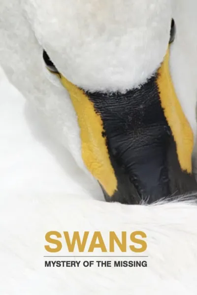 Swans: Mystery of the Missing