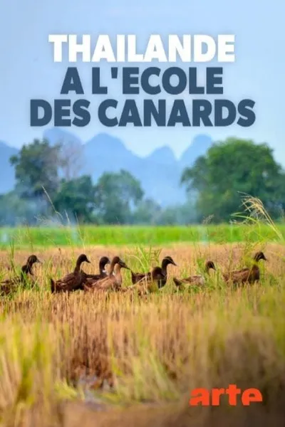 Thaïlande, à l'école des canards