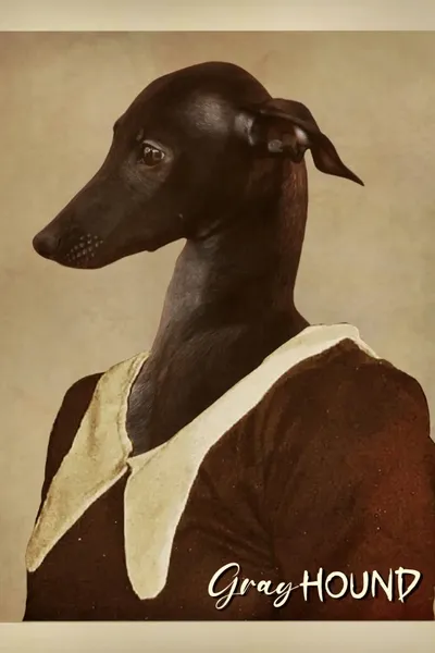 Gray Hound