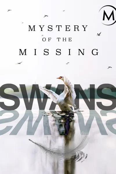 Swans: Mystery of the Missing