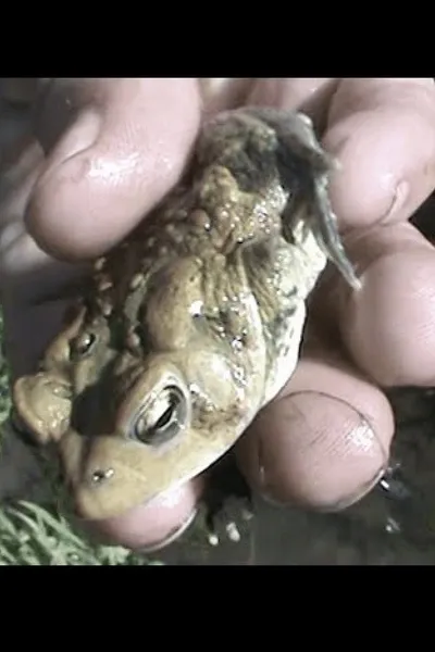 frog huntin