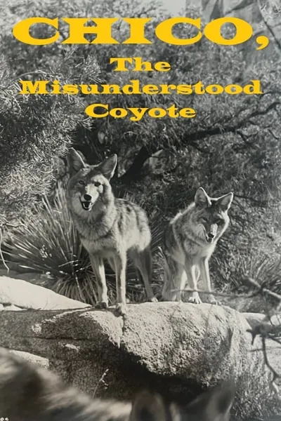 Chico, the Misunderstood Coyote