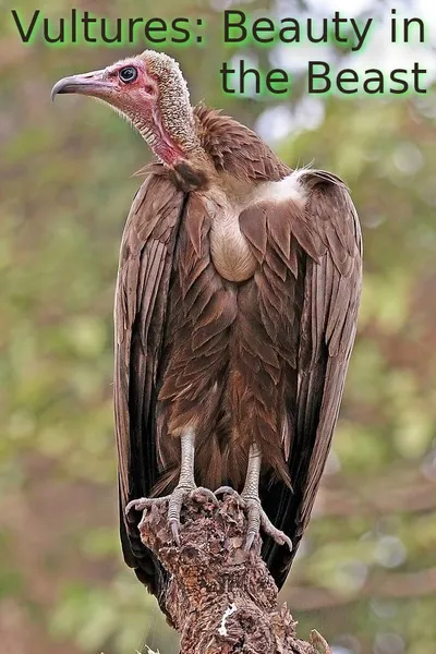 Vultures: Beauty in the Beast
