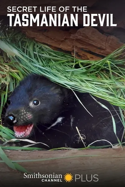 Secret Life Of The Tasmanian Devil