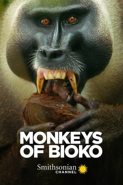 Monkeys of Bioko