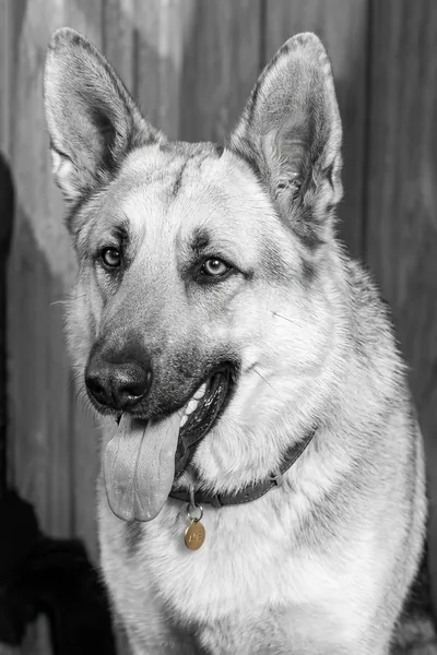 Ace the Wonder Dog