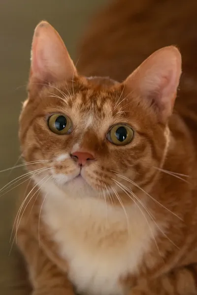 Geumdong-i