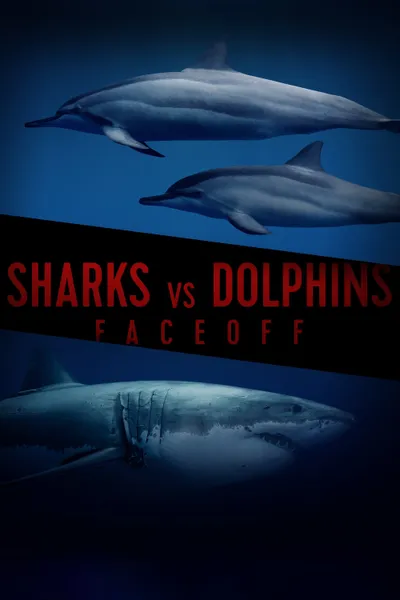 Sharks Vs. Dolphins: Face Off