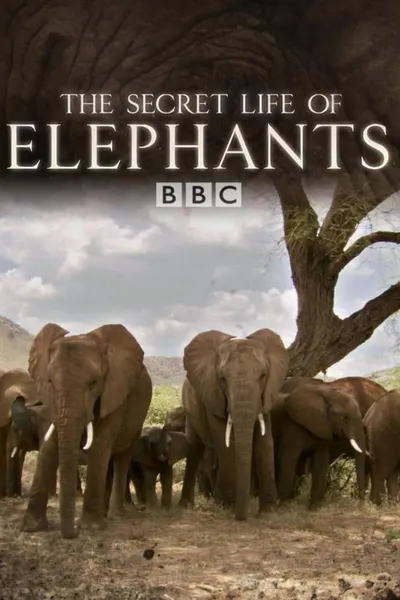 The Secret Life of Elephants