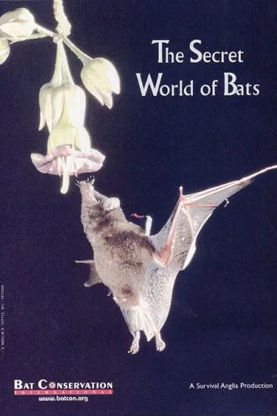 The Secret World Of Bats