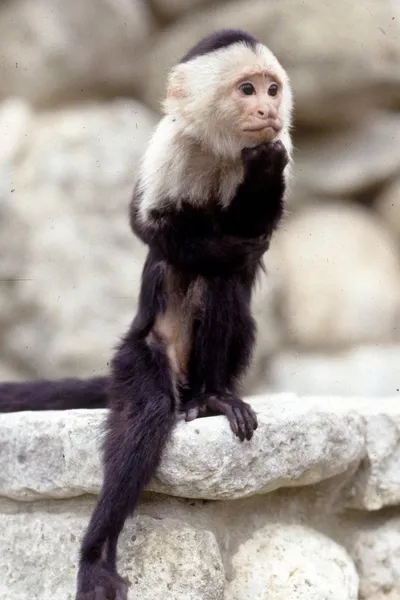Binx the Monkey