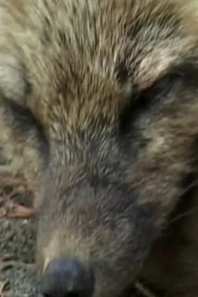 Iris the Fox