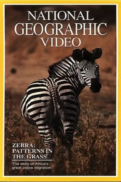 Zebras: Patterns in the Grass