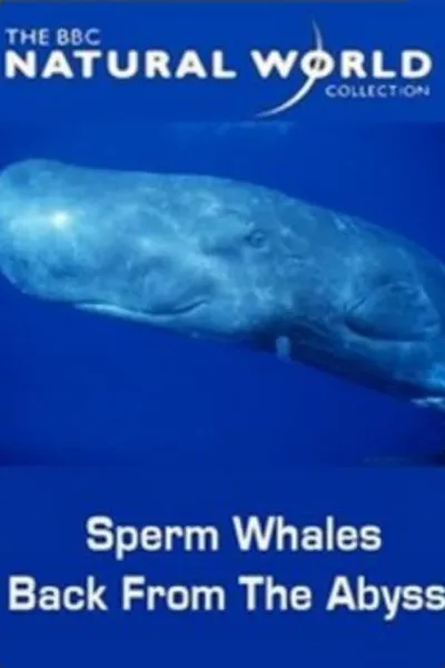 Sperm Whales: Back from the Abyss