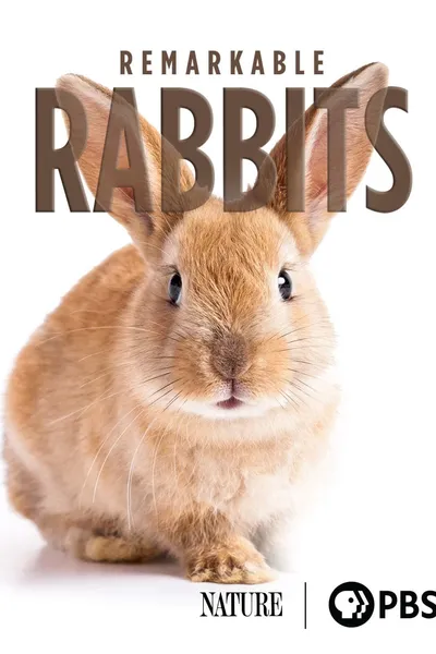 Remarkable Rabbits