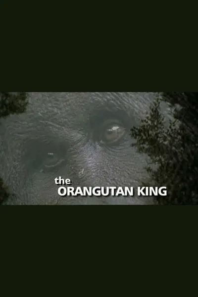 The Orangutan King