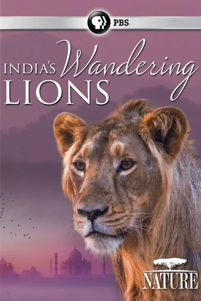 India's Wandering Lions