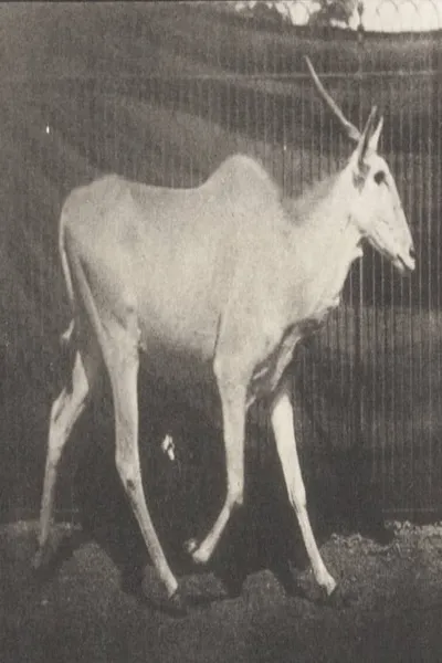 Eland Trotting