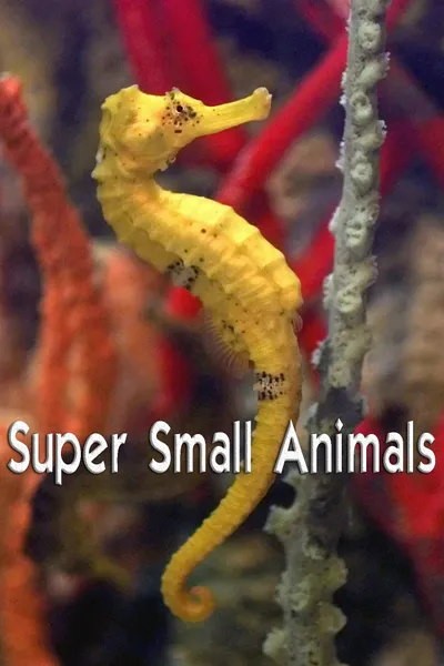 Super Small Animals