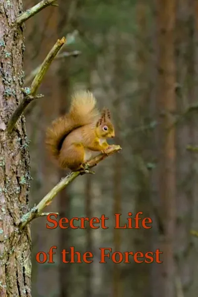 Secret Life of the Forest