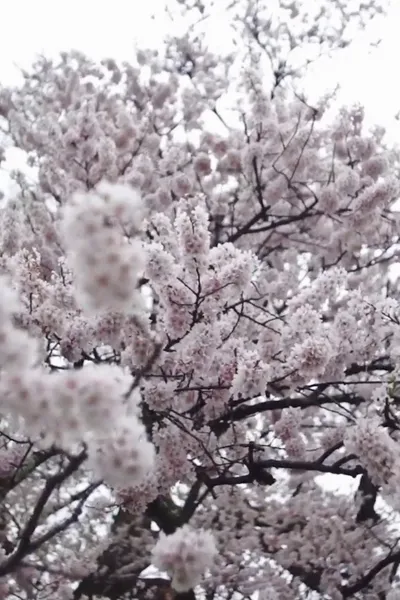 Cherry Blossom on My Palm