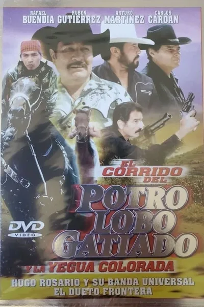 Corrido del potro lobo gatiado y la yegua colorada