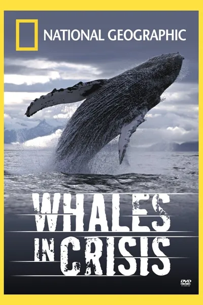 Whales in Crisis