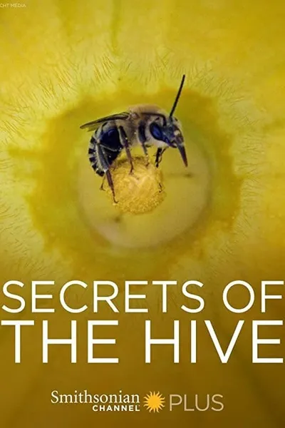 Secrets of the Hive