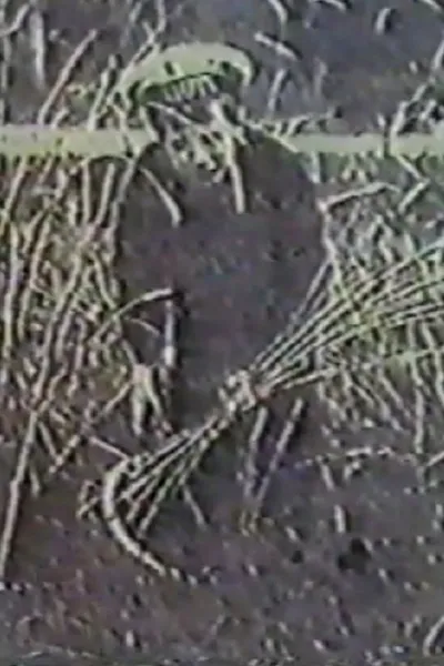 Angel of the Harvest