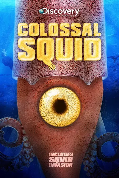 Colossal Squid