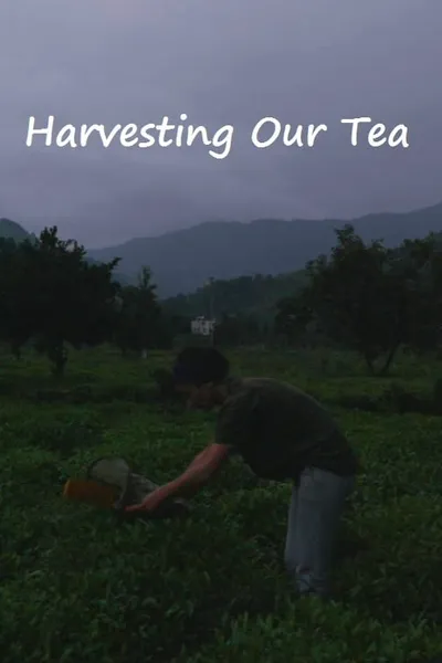 Harvesting Our Tea