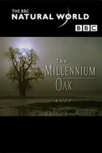 The Millennium Oak