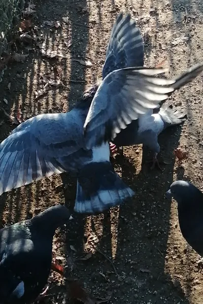 I Saw Mockingbirds laughing under the sun of Valence