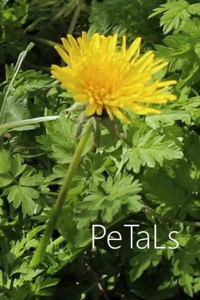 PeTaLs