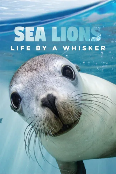 Sea Lions: Life By a Whisker