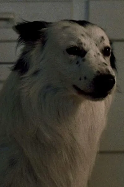 Jake