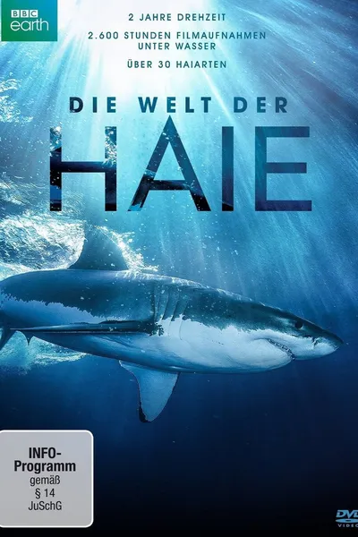 Shark
